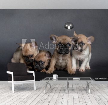 Picture of Vier franzsische Bulldoggen Welpen sitzend